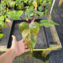 Load image into Gallery viewer, Philodendron Strawberry Shake, Exact Plant Variegated Ships Nationwide
