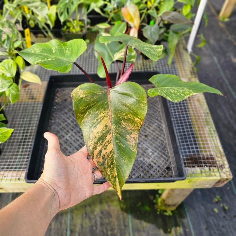 Philodendron Strawberry Shake, Exact Plant Variegated Ships Nationwide