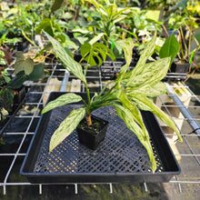 Load image into Gallery viewer, Aglaonema Ice Queen, Silver Queen, Exact Plant Variegated Ships Nationwide
