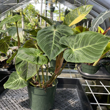 Load image into Gallery viewer, Philodendron Verrucosum Melon exact plant, Fedex 2day
