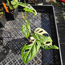 Load image into Gallery viewer, Monstera Adansonii Albo Tricolor, Exact Plant Variegated Ships Nationwide
