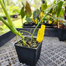 Load image into Gallery viewer, Philodendron Holtonianum, Exact Plant Ships Nationwide
