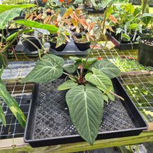 Load image into Gallery viewer, Anthurium Villenaorum, Exact Plant Ships Nationwide
