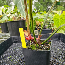 Load image into Gallery viewer, Philodendron Plowmanii, Exact Plant Round Form
