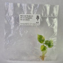 Load image into Gallery viewer, Alocasia Scalprum Aurea variegated tissue culture 2DayAir
