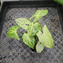 Load image into Gallery viewer, Syngonium Batik, Exact Plant Ships Nationwide
