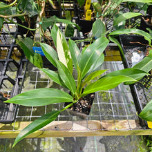 Load image into Gallery viewer, Philodendron Wend Imbe, Exact Plant Variegated Ships Nationwide
