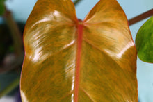 Load image into Gallery viewer, Philodendron Orange Marmalade exact plant, ships nationwide
