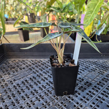 Load image into Gallery viewer, Alocasia Bambino, Exact Plant Variegated Ships Nationwide
