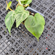 Load image into Gallery viewer, Philodendron Hederaceum, Heart Leaf, Exact Plant Variegated Ships Nationwide
