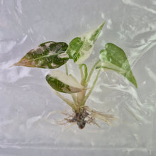 Load image into Gallery viewer, Alocasia Bambino Pink variegated tissue culture 2DayAir
