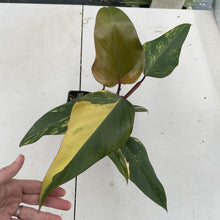 Load image into Gallery viewer, Philodendron Strawberry Shake Variegated exact plant, Fedex 2day*
