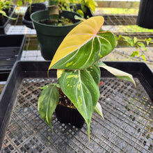 Load image into Gallery viewer, Philodendron Gloriosum variegated, Exact Plant Ships Nationwide
