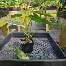 Load image into Gallery viewer, Philodendron Ilsemanii, Exact Plant Variegated Ships Nationwide
