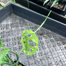 Load image into Gallery viewer, Monstera Obliqua Peru, Exact Plant Ships Nationwide

