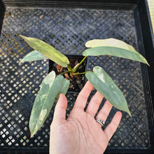 Load image into Gallery viewer, Philodendron Atabapoense, Exact Plant 4&quot; variegated Ships Nationwide
