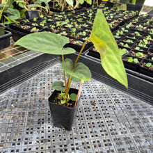 Load image into Gallery viewer, Anthurium Papillilaminum Fort Sherman X Ralph Lynam,Exact Plant Ships Nationwide
