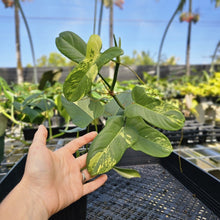 Load image into Gallery viewer, Philodendron Bipennifolium, Exact Plant Variegated Ships Nationwide
