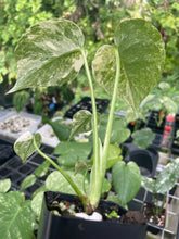 Load image into Gallery viewer, Monstera Deliciosa Green Snow variegated 2.5" pot, Fedex 2day*
