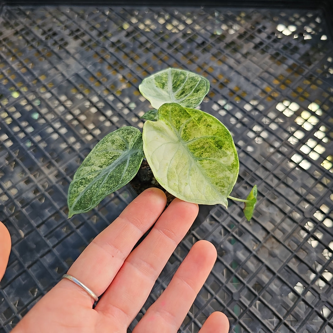 Alocasia Ninja, Exact Plant Variegated Ships Nationwide