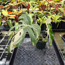 Load image into Gallery viewer, Monstera Borsigiana Albo Deliciosa, Exact Plant Variegated Ships Nationwide
