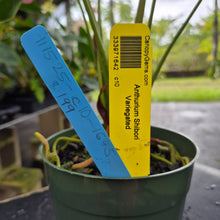 Load image into Gallery viewer, Anthurium Shibori, Exact Plant Variegated Ships Nationwide
