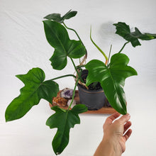 Load image into Gallery viewer, Philodendron Green Golden Dragon 6&quot; pot, ships nationwide

