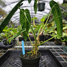 Load image into Gallery viewer, Anthurium Warocqueanum, Queen, Exact Plant
