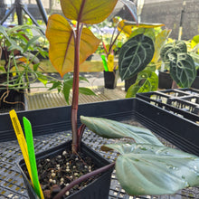 Load image into Gallery viewer, Philodendron Dark Lord, Exact Plant Ships Nationwide
