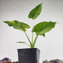 Load image into Gallery viewer, Alocasia Gageana Aurea, Exact Plant Variegated Ships Nationwide
