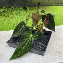 Load image into Gallery viewer, Anthurium Magnificum X AFF noid, exact plant, Fedex 2day*
