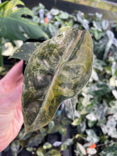 Load image into Gallery viewer, Alocasia Sedenii Aurea Variegated 2.5" pot, Fedex 2day*
