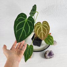Load image into Gallery viewer, Anthurium Magnificum X Crystalinum, Exact Plant Ships Nationwide
