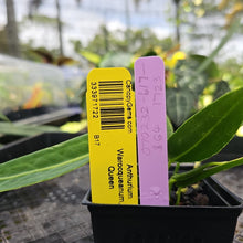 Load image into Gallery viewer, Anthurium Warocqueanum, Queen, Exact Plant Ships Nationwide
