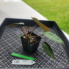 Load image into Gallery viewer, Philodendron Maximum , Exact Plant Ships Nationwide
