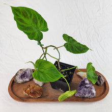Load image into Gallery viewer, Philodendron Verrucosum, Exact Plant Ships Nationwide
