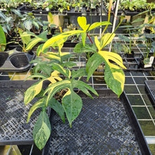 Load image into Gallery viewer, Philodendron Florida Beauty Variegated exact plant, Fedex 2day*
