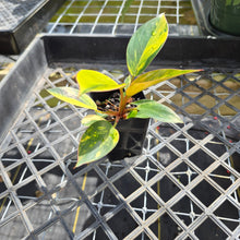 Load image into Gallery viewer, Philodendron Red Congo, Exact Plant Variegated Ships Nationwide
