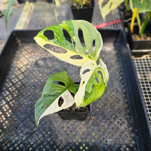 Load image into Gallery viewer, Monstera Adansonii Albo Tricolor, Exact Plant Variegated Ships Nationwide
