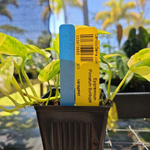 Load image into Gallery viewer, Epipremnum Pinnatum Sunburst, Exact Plant Variegated Ships Nationwide
