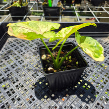 Load image into Gallery viewer, Syngonium Mango Allusion, Orm Thong Variegated exact plant, Fedex 2day*
