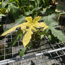 Load image into Gallery viewer, Philodendron Golden Dragon, Exact Plant Variegated
