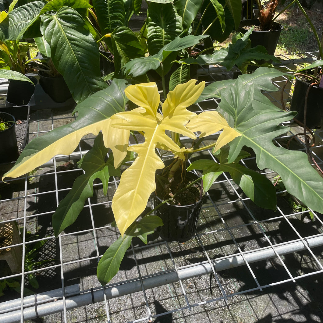 Philodendron Golden Dragon, Exact Plant Variegated