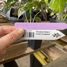 Load image into Gallery viewer, Alocasia Sedenii Aurea Variegated exact plant, Fedex 2day*
