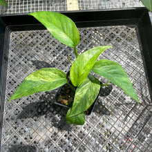Load image into Gallery viewer, Epipremnum Pinnatum Tricolor Mint, Exact Plant Variegated Ships Nationwide
