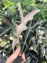 Load image into Gallery viewer, Alocasia Nobilis Pink variegated 2.5" pot, Fedex 2day*
