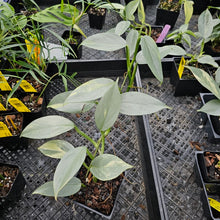 Load image into Gallery viewer, Philodendron Hastatum Silver Sword, Exact Plant Variegated Ships Nationwide
