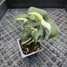 Load image into Gallery viewer, Scindapsus Jade Satin Marble Queen, Exact Plant Variegated Ships Nationwide
