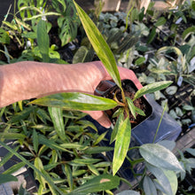 Load image into Gallery viewer, Philodendron Caramel Marble variegated 2.5" pot, Fedex 2day*
