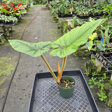 Load image into Gallery viewer, Philodendron Serpens exact plant, Fedex 2day*
